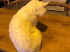-平行世界·猫咖(首经贸店)