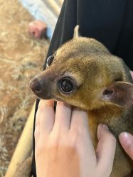 -Zoolung Zoolung动物主题公园(海信广场店)