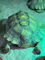 -Zoolung Zoolung动物主题公园(海信广场店)