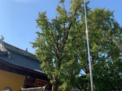 -上海青龙寺