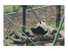 -都江堰中华大熊猫苑