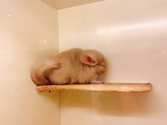 -龙猫仔乐园(惠福东路店)