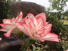 -东莞植物园
