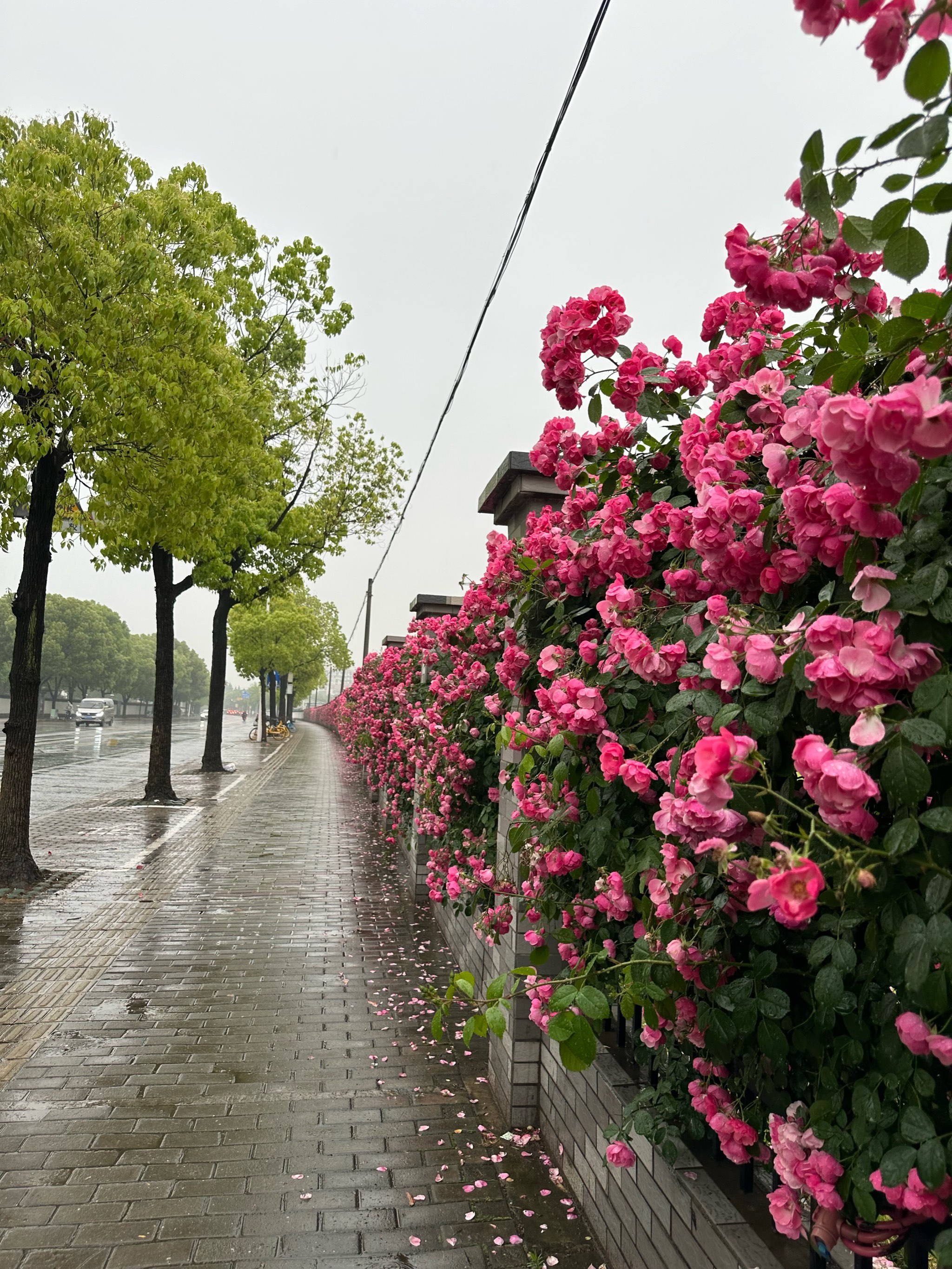 雨中花图片蔷薇图片