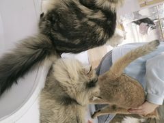 -COLOR PETS 撸猫馆·购猫·猫咖(长风大悦城店)