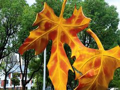 -白塘生态植物园