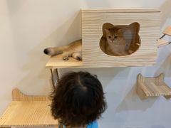 -momokira米努特·德文卷毛猫·棉花面纱犬