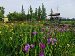 -长田漾湿地公园