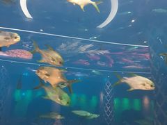 -瑞德姆美人鱼海底演艺主题餐厅(亚龙湾店)