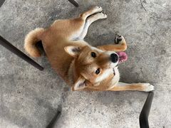 -柴犬高等学院·狗咖·柴犬售卖·宠物训练