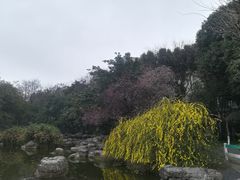 -神仙树公园