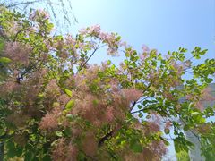 -天平湖公园