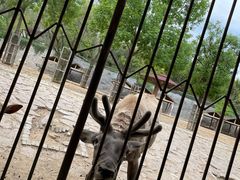 -石家庄市动物园