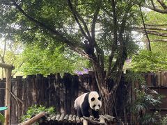 -深圳野生动物园