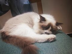 -藏猫猫咖啡主题馆(中央大道店)