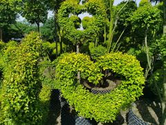 -龙大花卉苗木市场