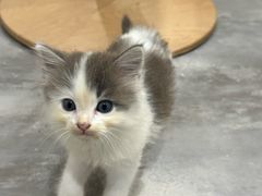 -楼上猫咖(罗湖店)
