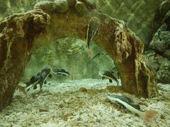 -东方巨龟苑景区