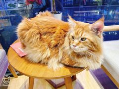 -藏猫猫咖啡主题馆(中央大道店)