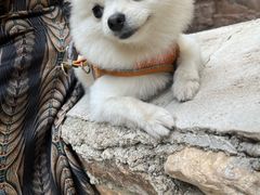 -宠福鑫康馨动物医院·骨科·眼科