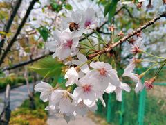 -新江湾城公园