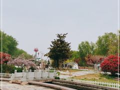 -微山湖红荷湿地景区