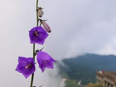 -白草畔自然风景区