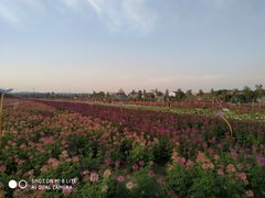 -枫林花海
