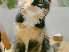 -藏猫猫咖啡主题馆(中央大道店)