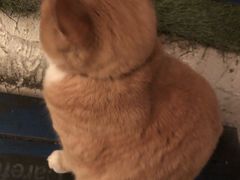 -Sirena海妖日咖夜酒