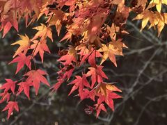-中国茶叶博物馆(双峰馆区)