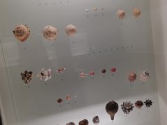 -青岛贝壳博物馆