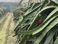 -洪湖家庭农场·团建·露营·会议