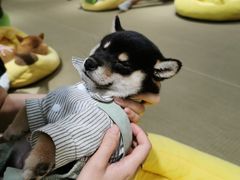 -逗柴咖啡屋·狗咖猫咖宠物桌游