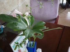 -广州凤凰城酒店-维也纳西餐厅