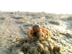 android_upload_pic-北海金海湾红树林生态旅游区