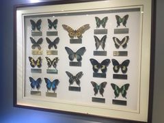 -上海昆虫博物馆