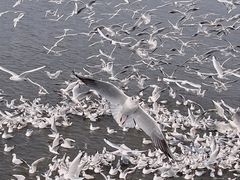 -海埂大坝