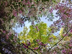 -深圳国际园林花卉博览园