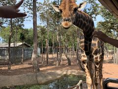 -清迈夜间动物园