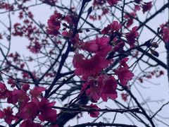 -马峦山郊野公园