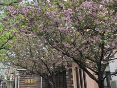 -复旦大学本部-食堂