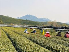 -龙坞茶村