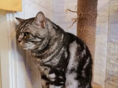 -平行世界·猫咖(首经贸店)