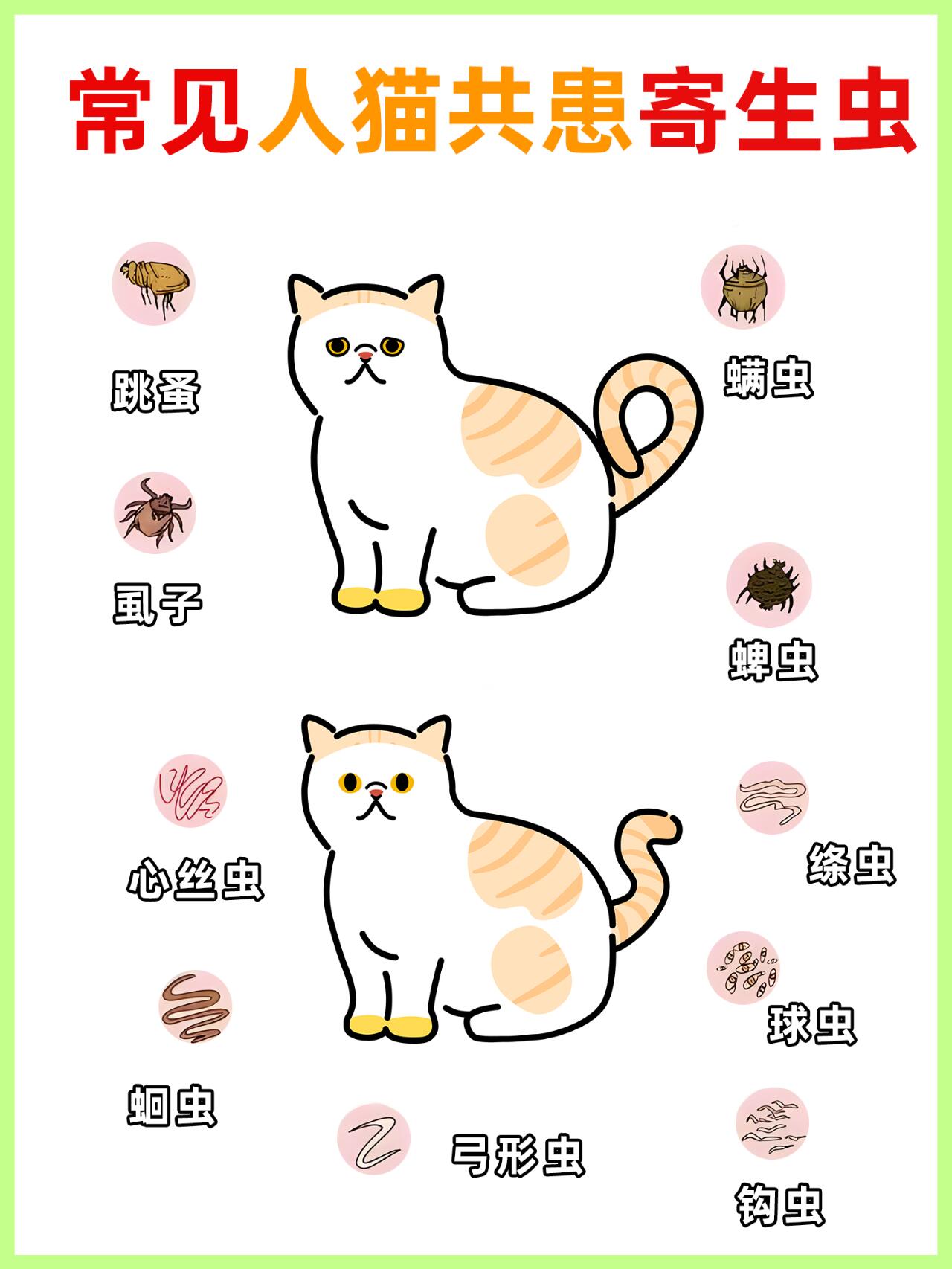 猫寄生虫会传染给人吗图片