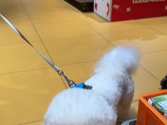 -MARSMART PETS火星宠物超市(1733店)