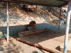 -北京鹿世界主题园