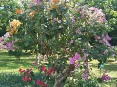 -阿一猪红汤(东风西路店)