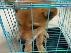 -美联众合宠物医院·爱萌分院·内外科·猫科中心