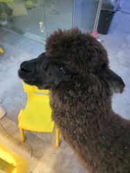 点击看大图 -神奇动物撸宠馆·羊驼·小浣熊·异宠(豫园店)